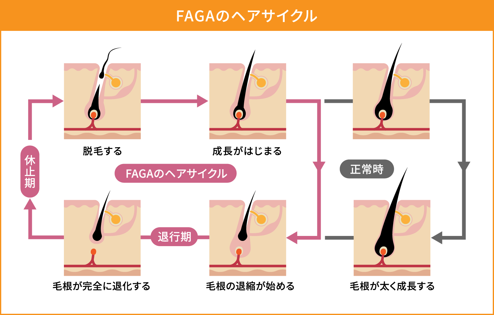 FAGAのヘアサイクル