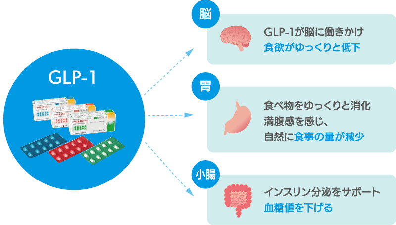 GLP-1が脳に働きかけ食欲がゆっくりと低下。食べ物をゆっくりと消化満腹感を感じ、自然に食事の量が減少。インスリン分泌をサポート血糖値を下げる。